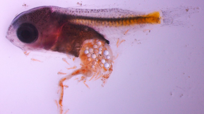 Hạt vi nhựa nằm trong bụng cá